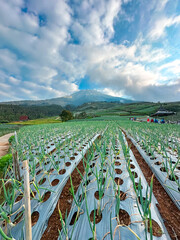 View of vegetable plantations on the slopes of Mount Sumbing with a cloudy blue sky