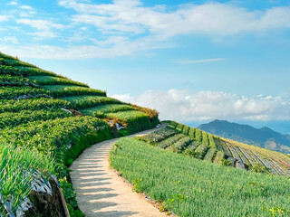 Vegetable garden and footpath on the mountainside with blue sky and sea of ​​clouds in the background