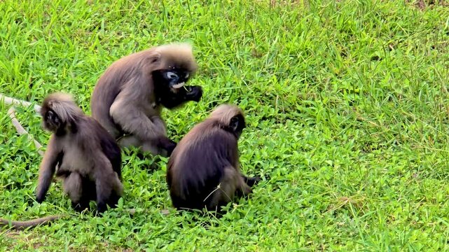 Three lively monkeys engage in playful antics amidst the vibrant green grass of Krabi Thailand. A wild dusky leaf monkey at Railay beach