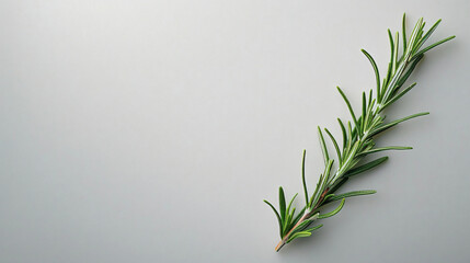 Fototapeta premium A single sprig of vibrant green rosemary lies elegantly on a pristine white background.