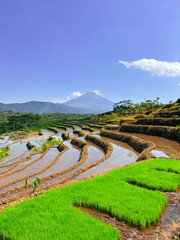 Rice terraces filled with water and a background of mountains and blue sky