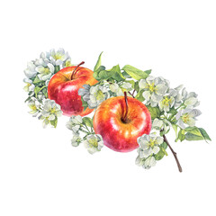 Watercolor branch with apple blossoms and fruit isolated on white background. Spring flowers and summer food. Clipart for wedding invite or 8 March celebration. Wallpaper or wrapping and sticker
