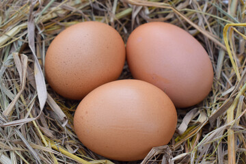Several fresh brown chicken eggs in straw. Easter concept, suitable for Happy Easter Decoration, template for tag, gift greeting card, shopping banner, advertising promo.
