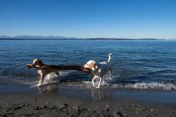 Cooperation and teamwork, two dogs swimming in Puget Sound with a large stick, friends sharing the...