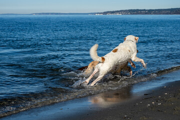 Best friends, two dogs off leash playing fetch with a large stick on the beach on the edge of Puget...