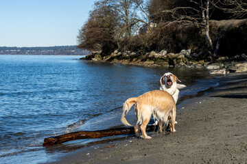 Best friends, two dogs off leash playing fetch with a large stick on the beach on the edge of Puget...