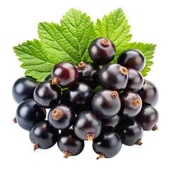 Bunch of Black Currant Isolated on White Background