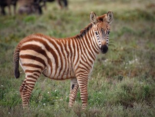 Near threatened Plains Zebra 
(Equus quagga) calf in Ndutu Conservation Area, Tanzania