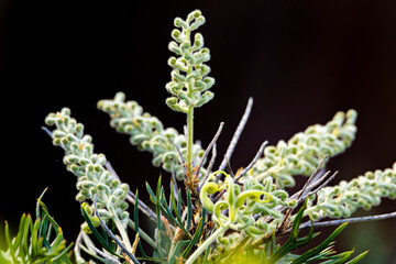 Grevillea flower buds