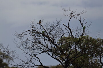 mulga parrot