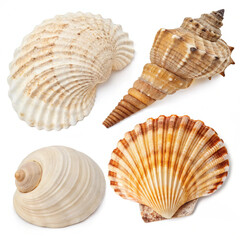 Obraz premium seashells on white background