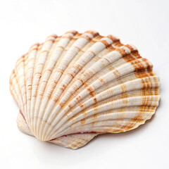 Obraz premium seashell isolated on white background