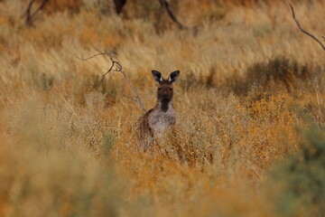 kangaroo