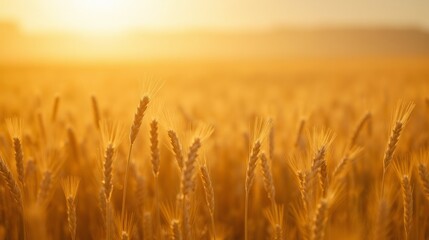 Naklejka premium Golden Wheat Field at Sunrise with Soft Warm Light and Bokeh