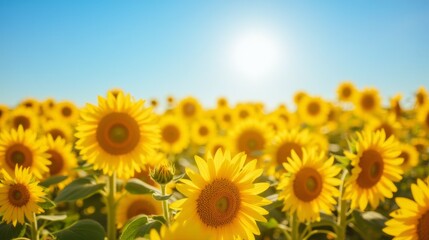 Obraz premium Bright Sunflower Field Under a Clear Blue Sky in Warm Sunshine