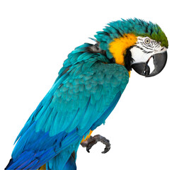 Blue and Gold Macaw bird. Colorful flying parrot isolated.  Scarlet Macaw, Parrot