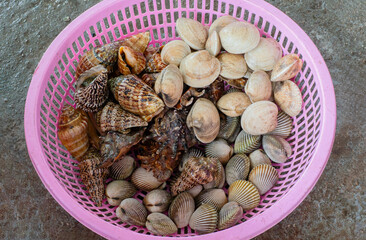 Different types of sea shells in the basket