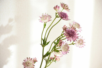 アストランチア