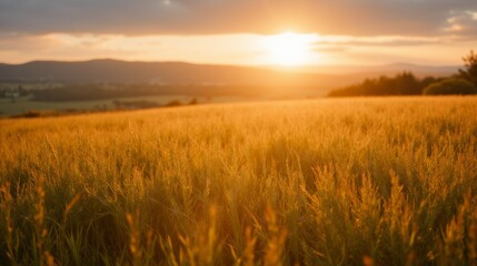Fototapeta premium Golden Wheat Field Under Beautiful Sunset Horizon Landscape