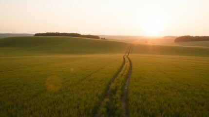 Obraz premium Serene Landscape with Pathway through Golden Wheat Field at Sunrise