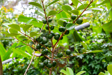Selective focus of fruit of an araçá or Cattley guava with the scientific name (Psidium...