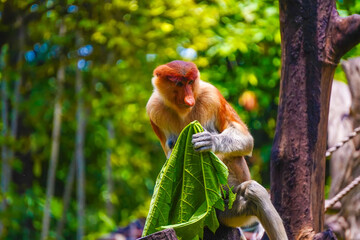 Fototapeta premium A playful Bekantan or Proboscis monkey munches on papaya leaf, surrounded by vibrant greenery, showcasing its curious nature in a lively habitat.