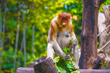 Fototapeta premium A playful Bekantan or Proboscis monkey munches on papaya leaf, surrounded by vibrant greenery, showcasing its curious nature in a lively habitat.
