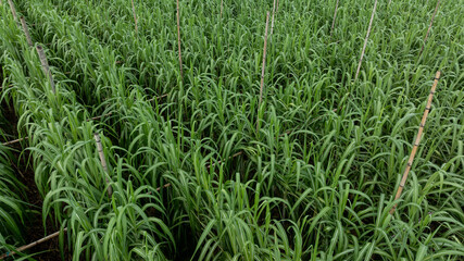 Aerial view of drone flying over sugarcane plants growing at field