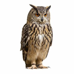 Portrait of Eurasian Eagle-Owl, Bubo bubo, a species of eagle owl, standing in front of white background
