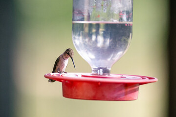Hummingbird in the sunlight