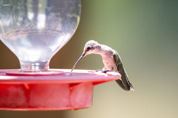 Hummingbird in the sunlight