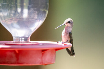 Hummingbird in the sunlight