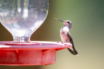 Hummingbird in the sunlight