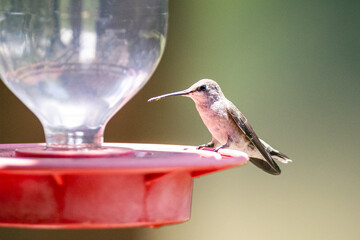 Hummingbird in the sunlight