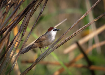 Chestnut-capped babbler (Timalia pileata).this photo was taken from Bangladesh.