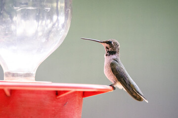 Hummingbird in the sunlight