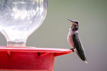 Hummingbird in the sunlight