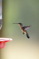 Hummingbird in the sunlight