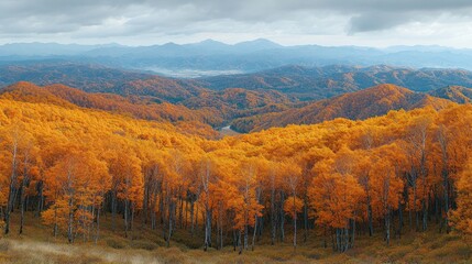 Autumnal vista of golden forest valleys