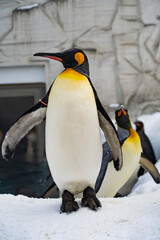 Fototapeta premium Penguins, antarctic ice and snow, standing or walking, adorable.