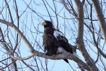 Steller's Sea Eagle, perching on tree in Shiretoko in Hokkaido, Japan