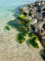 Coastal rocks covered in vibrant green seaweed partially submerged in clear, shallow water. Sunlight reflects off the rippling water, creating a serene and natural seaside landscape.