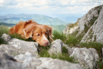 A dog Nova Scotia Duck Tolling Retriever rests on rocky alpine terrain, surrounded by serene...