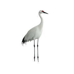 Obraz premium grey crowned crane