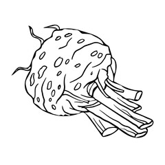 Celery root vegetable hand drawn sketch. Hand drawn vector illustration. Engraved image for menu, poster, recipe, local market