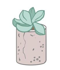 Echeveria, succulent with fleshy leaves in a pot, hand drawn illustration. Botanical design for eco environment, flower shop, spring poster, postcard.