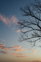 Fototapeta premium A serene dusk unfolds as silhouetted branches stretch towards a vibrant sky, where soft clouds dance in hues of orange and blue, embodying tranquility and nature's quiet beauty.