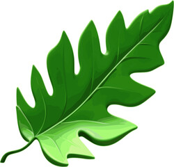 Detailed wide green leaf, isolated on transparent background, ideal for natural-themed designs and backgrounds.