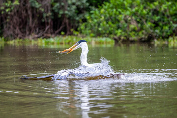 Ein Cocoireiher mit einem erbeuteten Piranha im Schnabel mit ausgebreiteten Flügeln in einem Fluss im brasilianischen Pantanal