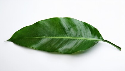 Obraz premium green leaf isolated on white